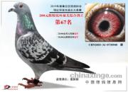 ǧ����ھ�����˫�ھ�����Ϯ�š�