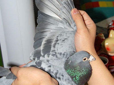 ÿ��һ�룺����Ѫϵ��36�ιھ���