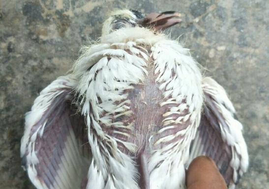 �����³����ǵĻ���