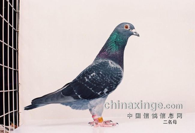 ÿ��һ�룺��Ž�ĸ������ĸ��(ͼ)