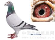 �ٿƳ�֪ʶ���ַż��ø����������