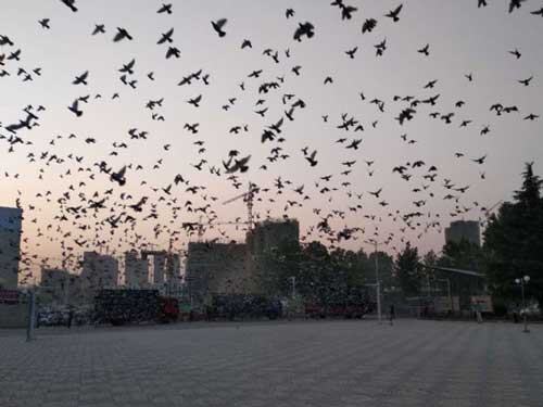 �������������� ֣�����ֺ��ض�����˹��սԤ��