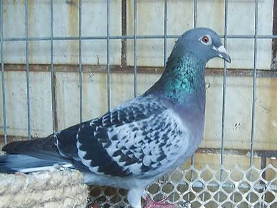 �������溫Ⱥ�� һ�����ս��ӥ