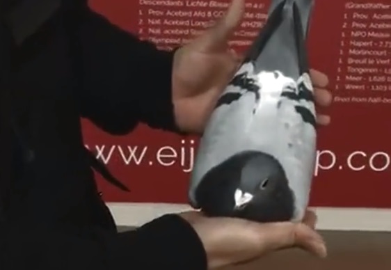 ��Ƶ���ͣ��������롰ŷԪ�š�