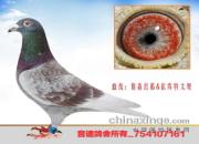 �ھ���ھ�һ���ܳ��ھ��������Ȳ���