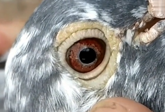 �������ͣ������ϲ��� ����7�γɼ�ǰ30��