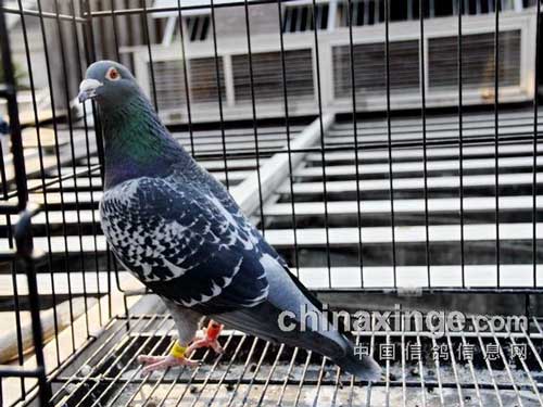 ���֮�����Ϻ��н���������ܹھ�Ʒ��