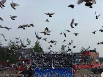 ������֮ս��������˹�����������ŷ�