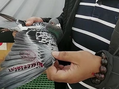 һֻ���ӵ���2000���Բ��֮�ö�������