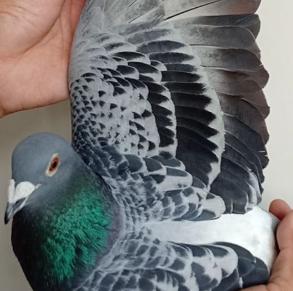 ����2000����