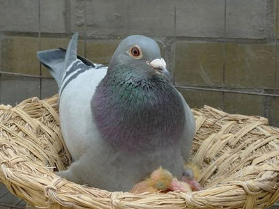 �������빥�� �˽�һ��