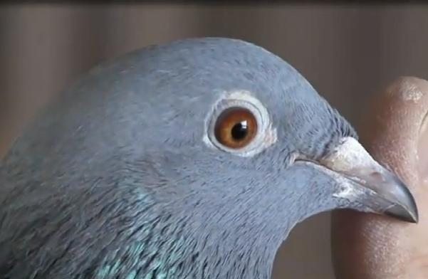 ����÷���˵Ķ����ִơ������ȡ�