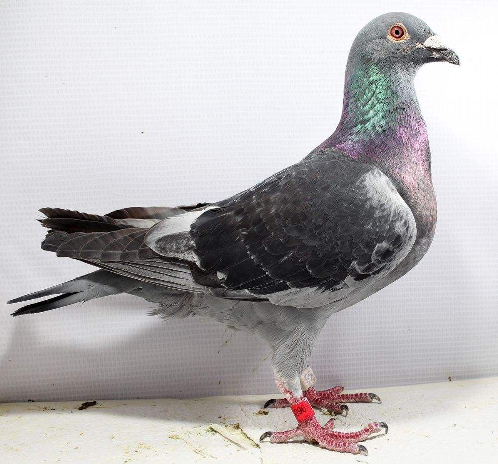 ѡ����񽱸�