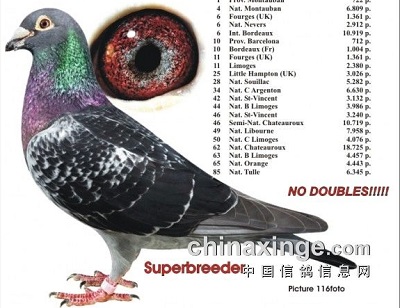 ÿ��һ�룺�����ָ���˹����Ѫϵ��С�ǡ�