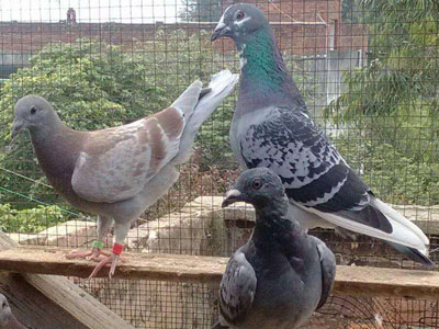 �����̵����㲻���ͬ�����ǹ�棿