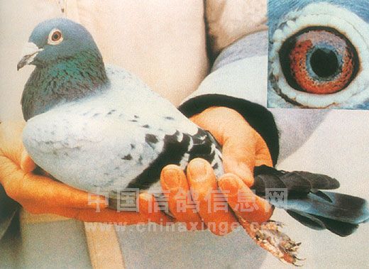 ÿ��һ�룺ղɭϵ�ھ�֮����019��