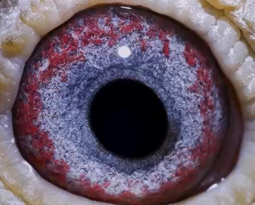 ������֮�ա������ڣ�������ɰ�Ľṹ��ɫ�ʽ綨