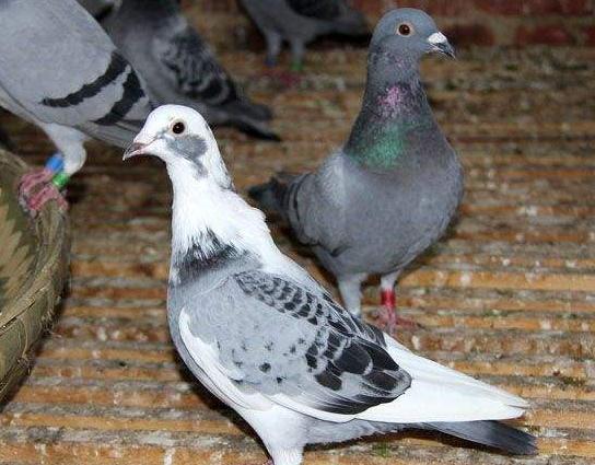 ��α����ɶ�����������