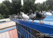 ���ӱ�����������