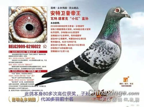 �ҵ������ָ룺������֮�������ص��ۿ�Ѫϵ