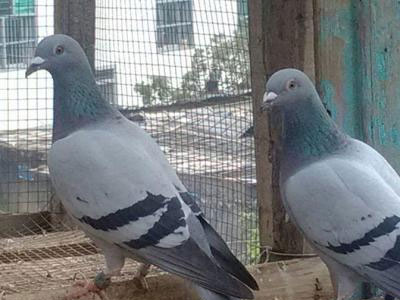 ���룬һ�����д�����