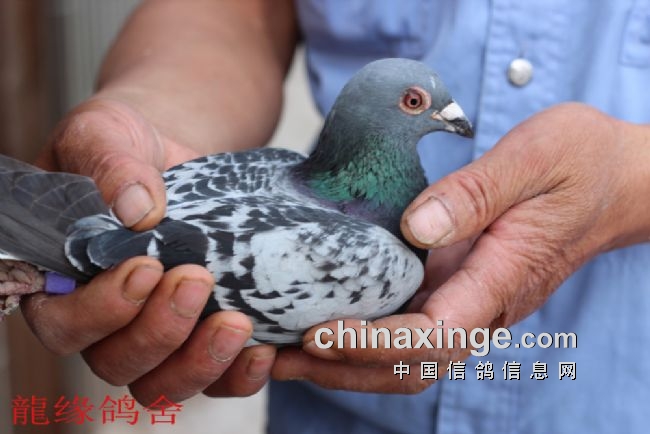 江苏千公里吴淞小雄辛苦归来