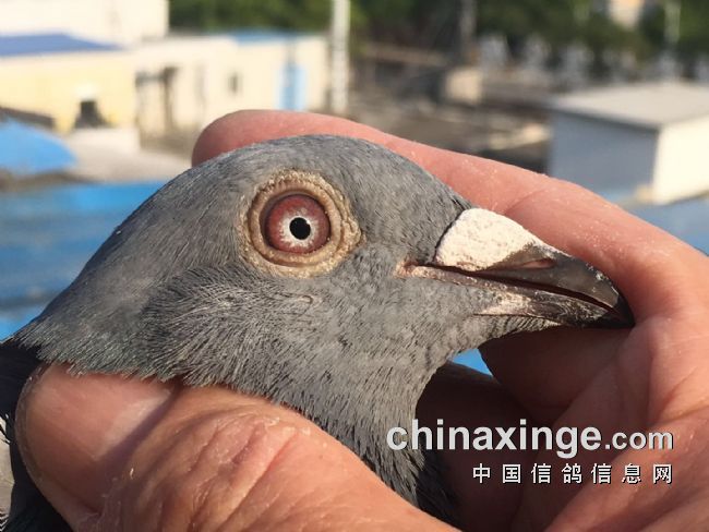 高温顶风夺千公里13名 入棚后巢箱都飞不上去