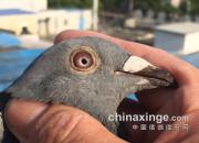 ���¶����ǧ����13�� ������䶼�ɲ���ȥ