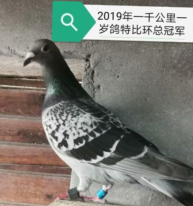 千公里特比冠军：名驹皆由悍马生 不用扬鞭自奋蹄