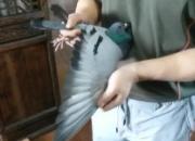 ��ֱ����ΰ�������� ȫ����Ԫ���� 4ֻ������