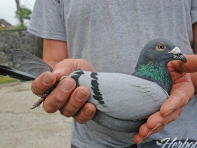 13570�����棡����ʱ������I�������ھ���