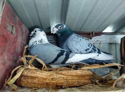 �Ÿ������Ҫע��ʲô��