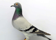 ����30�� ����С����ʽ��������