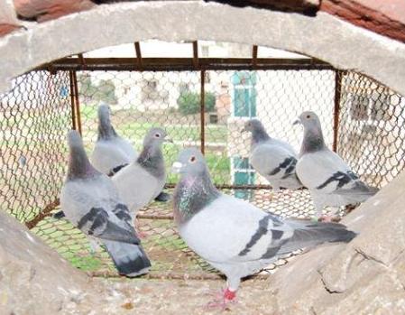 ����ͼ���ִ���������