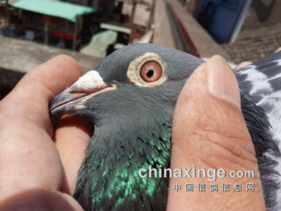 ���ų����ӣ���2019�Ϻ���֣�ݹ������Ǿ�����