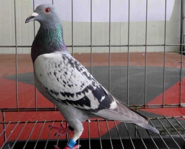 ���������࿭�� �����������