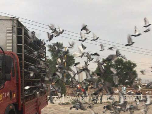 ճԶ½鳲 ¿ƹھֵΣ