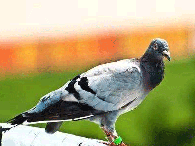 ǧ�������������