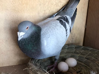 �뵰������������2����ĸ�뿨��