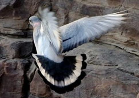 ���ӹ鳲û������Ŵ�ʲô�¶���