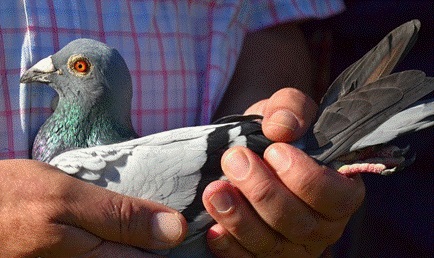 һŵǧ�� �����롰������ŵ���仧�й�