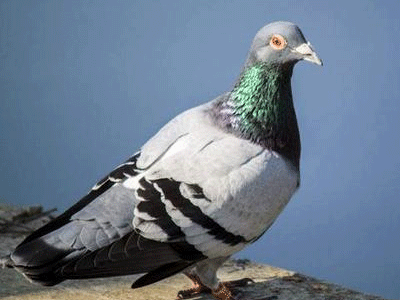 ����ʮ���� ��ѧ����ʲô��ֻ��ɨ��࣡