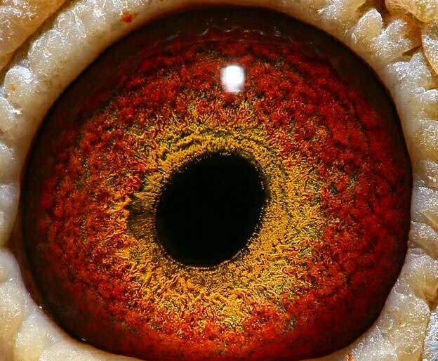 ��һ���ָ��� ���������զ����