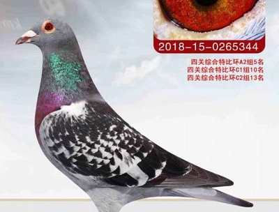 ��ǰ���� ��������������ɶ��