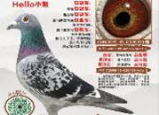 ��Ӣ����ʦ�����ڿΣ�8����ӮǮ�����������λ������
