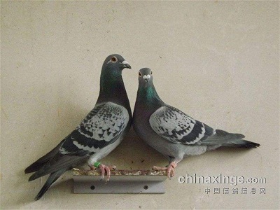 ����ȫƾ�ڷ�������