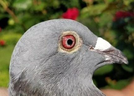 ������������ɫ���� ʵ���������͵�