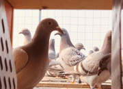 �׸뽻����ǰһ����δ�����
