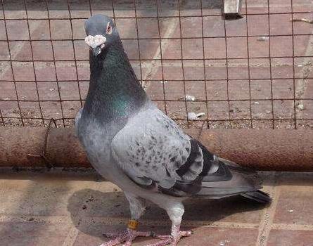 ʲô�����˻�������ø��ӣ�