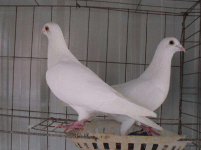 ʹʧ���С�ס� 11���������˳���磡